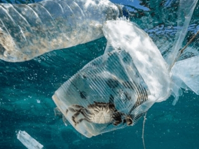 海洋塑膠污染，會對人體產(chǎn)生哪些危害？